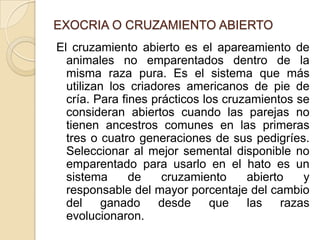 EXOCRIA O CRUZAMIENTO ABIERTO
El cruzamiento abierto es el apareamiento de
animales no emparentados dentro de la
misma raza pura. Es el sistema que más
utilizan los criadores americanos de pie de
cría. Para fines prácticos los cruzamientos se
consideran abiertos cuando las parejas no
tienen ancestros comunes en las primeras
tres o cuatro generaciones de sus pedigríes.
Seleccionar al mejor semental disponible no
emparentado para usarlo en el hato es un
sistema de cruzamiento abierto y
responsable del mayor porcentaje del cambio
del ganado desde que las razas
evolucionaron.
 