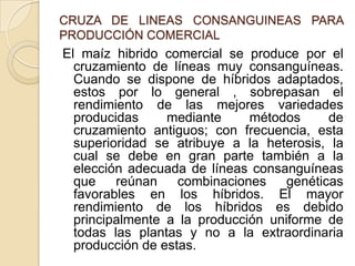 CRUZA DE LINEAS CONSANGUINEAS PARA
PRODUCCIÓN COMERCIAL
El maíz hibrido comercial se produce por el
cruzamiento de líneas muy consanguíneas.
Cuando se dispone de híbridos adaptados,
estos por lo general , sobrepasan el
rendimiento de las mejores variedades
producidas mediante métodos de
cruzamiento antiguos; con frecuencia, esta
superioridad se atribuye a la heterosis, la
cual se debe en gran parte también a la
elección adecuada de líneas consanguíneas
que reúnan combinaciones genéticas
favorables en los híbridos. El mayor
rendimiento de los híbridos es debido
principalmente a la producción uniforme de
todas las plantas y no a la extraordinaria
producción de estas.
 
