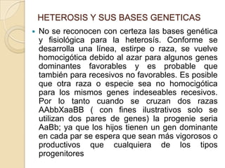 HETEROSIS Y SUS BASES GENETICAS
 No se reconocen con certeza las bases genética
y fisiológica para la heterosís. Conforme se
desarrolla una línea, estirpe o raza, se vuelve
homocigótica debido al azar para algunos genes
dominantes favorables y es probable que
también para recesivos no favorables. Es posible
que otra raza o especie sea no homocigótica
para los mismos genes indeseables recesivos.
Por lo tanto cuando se cruzan dos razas
AAbbXaaBB ( con fines ilustrativos solo se
utilizan dos pares de genes) la progenie seria
AaBb; ya que los hijos tienen un gen dominante
en cada par se espera que sean más vigorosos o
productivos que cualquiera de los tipos
progenitores
 