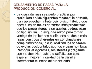 CRUZAMIENTO DE RAZAS PARA LA
PRODUCCIÓN COMERCIAL.
 La cruza de razas se pudo practicar por
cualquiera de las siguientes razones; la primera,
para aprovechar la heterosis o vigor hibrido que
hace a los animales cruzados más productivos
que los progenitores, a un que los padres sean
de tipo similar. La segunda razon para tomar
ventaja de las buenas cualidades de dos o más
razas con tipos diferentes en conbinaciones
complementarias, lo cual realizan los criadores
de ovejas occidentales cuando cruzan hembras
Rambouillet vigorosas, resistentes y gregarias
con machos Hampshire o suffolk, con esto
esperan mejorar la calidad de la canal e
incrementar el indice de crecimiento.
 