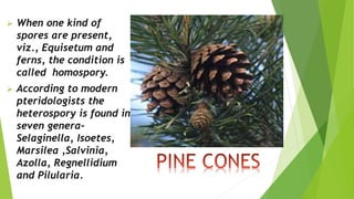 When one kind of
spores are present,
viz., Equisetum and
ferns, the condition is
called homospory.
 According to modern
pteridologists the
heterospory is found in
seven genera-
Selaginella, Isoetes,
Marsilea ,Salvinia,
Azolla, Regnellidium
and Pilularia.
 