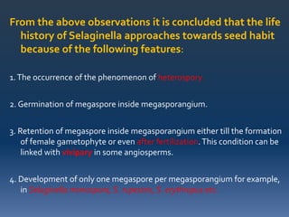 From the above observations it is concluded that the life
history of Selaginella approaches towards seed habit
because of the following features:
1.The occurrence of the phenomenon of heterospory.
2. Germination of megaspore inside megasporangium.
3. Retention of megaspore inside megasporangium either till the formation
of female gametophyte or even after fertilization.This condition can be
linked with vivipary in some angiosperms.
4. Development of only one megaspore per megasporangium for example,
in Selaginella monospora, S. rupestris, S. erythropus etc.
 