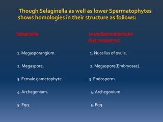 Though Selaginella as well as lower Spermatophytes
shows homologies in their structure as follows:
Selaginella: LowerSpermatophytes
(Gymnosperms):
1. Megasporangium. 1. Nucellus of ovule.
2. Megaspore. 2. Megaspore(Embryosac).
3. Female gametophyte. 3. Endosperm.
4. Archegonium. 4. Archegonium.
5. Egg. 5. Egg.
 