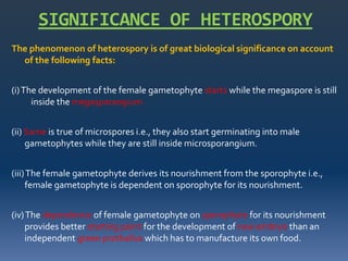 SIGNIFICANCE OF HETEROSPORY
The phenomenon of heterospory is of great biological significance on account
of the following facts:
(i)The development of the female gametophyte starts while the megaspore is still
inside the megasporangium.
(ii) Same is true of microspores i.e., they also start germinating into male
gametophytes while they are still inside microsporangium.
(iii)The female gametophyte derives its nourishment from the sporophyte i.e.,
female gametophyte is dependent on sporophyte for its nourishment.
(iv)The dependence of female gametophyte on sporophyte for its nourishment
provides better starting point for the development of new embryo than an
independent green prothallus which has to manufacture its own food.
 