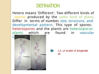 HETEROSPORY AND SEED HABIT.pdf download.pptx