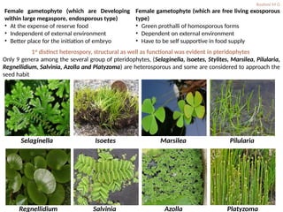Heterospory and seed habit in Pteridophytes.pptx