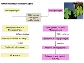 Heterospory and seed habit in Pteridophytes.pptx