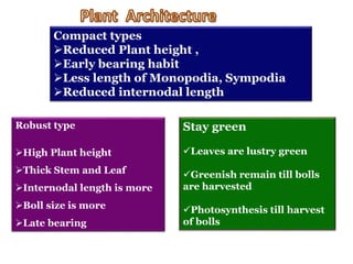 Compact types
Reduced Plant height ,
Early bearing habit
Less length of Monopodia, Sympodia
Reduced internodal length
Robust type
High Plant height
Thick Stem and Leaf
Internodal length is more
Boll size is more
Late bearing
Stay green
Leaves are lustry green
Greenish remain till bolls
are harvested
Photosynthesis till harvest
of bolls
 