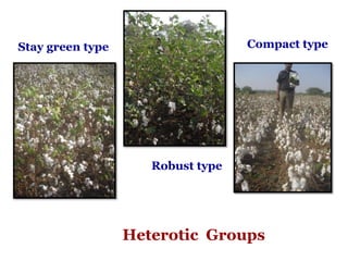 Robust type
Stay green type Compact type
Heterotic Groups
 