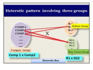 COMP-1
COMP-2
COMP-3
---
----
----
----
R-1
R-2
R-3
--
--
SG-1
SG-2
SG-3
--
--
X
Stay Green Group
Compact Group
Robust Group
Heterotic Box
Comp 1 x Comp2
R1 x SG2
Heterotic pattern involving three groups
 