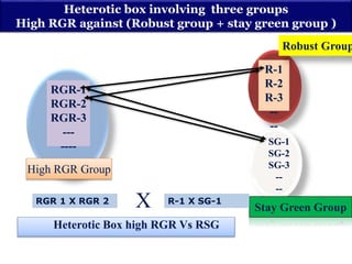 Heterotic box involving three groups
High RGR against (Robust group + stay green group )
RGR-1
RGR-2
RGR-3
---
----
----
----
R-1
R-2
R-3
--
--
SG-1
SG-2
SG-3
--
--
X Stay Green Group
High RGR Group
Robust Group
Heterotic Box high RGR Vs RSG
RGR 1 X RGR 2 R-1 X SG-1
 