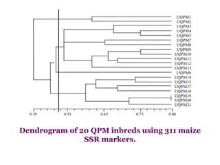 Dendrogram of 20 QPM inbreds using 311 maize
SSR markers.
 