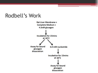 Rodbell’s Work
 