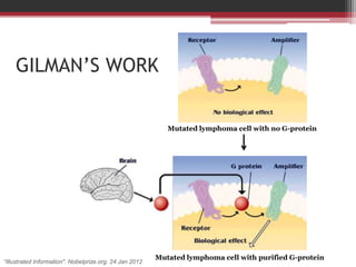 GILMAN’S WORK

                                                            Mutated lymphoma cell with no G-protein




                                                         Mutated lymphoma cell with purified G-protein
“Illustrated Information". Nobelprize.org. 24 Jan 2012
 
