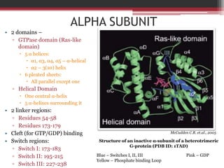 ALPHA SUBUNIT
• 2 domains –
  ▫ GTPase domain (Ras-like
     domain)
      5 α helices:
         α1, α3, α4, α5 – α-helical
         α2 – 3(10) helix
      6 pleated sheets:
         All parallel except one
  ▫ Helical Domain
      One central α-helix
      5 α-helixes surrounding it
• 2 linker regions:
  ▫ Residues 54-58
  ▫ Residues 173-179
• Cleft (for GTP/GDP) binding                                            McCudden C.R. et.al., 2005

• Switch regions:                       Structure of an inactive α-subunit of a heterotrimeric
                                                      G-protein (PDB ID: 1TAD)
  ▫ Switch I: 173-183
  ▫ Switch II: 195-215                 Blue – Switches I, II, III                Pink – GDP
                                       Yellow – Phosphate binding Loop
  ▫ Switch III: 227-238
 