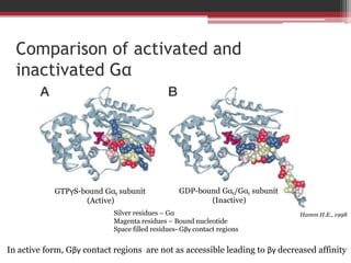 Comparison of activated and
  inactivated Gα




            GTPγS-bound Gαt subunit               GDP-bound Gαt/Gαi subunit
                   (Active)                              (Inactive)
                            Silver residues – Gα                              Hamm H.E., 1998
                            Magenta residues – Bound nucleotide
                            Space filled residues- Gβγ contact regions


In active form, Gβγ contact regions are not as accessible leading to βγ decreased affinity
 