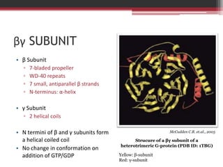 βγ SUBUNIT
• β Subunit
  ▫   7-bladed propeller
  ▫   WD-40 repeats
  ▫   7 small, antiparallel β strands
  ▫   N-terminus: α-helix

• γ Subunit
  ▫ 2 helical coils

• N termini of β and γ subunits form                        McCudden C.R. et.al., 2005

  a helical coiled coil                       Strucure of a βγ subunit of a
                                        heterotrimeric G-protein (PDB ID: 1TBG)
• No change in conformation on
  addition of GTP/GDP                   Yellow: β-subunit
                                        Red: γ-subunit
 