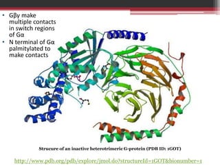 • Gβγ make
  multiple contacts
  in switch regions
  of Gα
• N terminal of Gα
  palmitylated to
  make contacts




            Strucure of an inactive heterotrimeric G-protein (PDB ID: 1GOT)

    http://www.pdb.org/pdb/explore/jmol.do?structureId=1GOT&bionumber=1
 