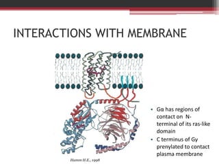 INTERACTIONS WITH MEMBRANE




                          • Gα has regions of
                            contact on N-
                            terminal of its ras-like
                            domain
                          • C terminus of Gγ
                            prenylated to contact
                            plasma membrane
        Hamm H.E., 1998
 