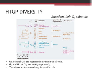 HTGP DIVERSITY
                                             Based on their Gα subunits




• Gs, Gi2 and G11 are expressed universally in all cells.
• Gq and Gi1 or Gi3 are mostly expressed;
• The others are expressed only in specific cells
 