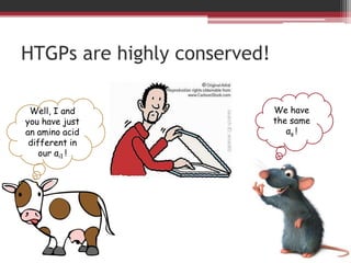 HTGPs are highly conserved!

 Well, I and                  We have
you have just                 the same
an amino acid                    αs !
 different in
    our αi1 !
 
