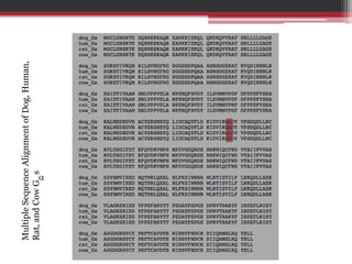 Multiple Sequence Alignment of Dog, Human,
Rat, and Cow G s
 