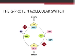 THE G-PROTEIN MOLECULAR SWITCH
 