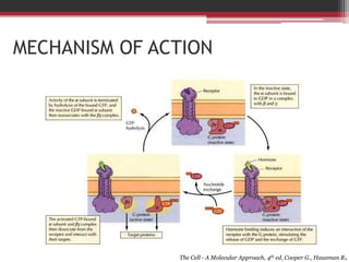 MECHANISM OF ACTION




               The Cell - A Molecular Approach, 4th ed, Cooper G., Hausman R.
 