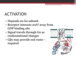 ACTIVATION
• Depends on Gα subunit
• Receptor interacts 20A⁰ away from
  GDP binding site
• Signal travels through Gα as
  conformational changes
• Gβγ may provide exit route –
  required
 