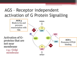 AGS – Receptor independent
activation of G Protein Signalling
            AGS 3
       Binds to Gα and
           prevents
      reassociation with
             Gβγ



Activation of G-
                                  AGS 1
proteins that are             Promotes GTPγS
not near                          binding
membrane
  e.g.: Golgi
  membrane
 