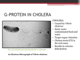 G-PROTEIN IN CHOLERA
                                                               CHOLERA:
                                                               • Caused by Vibrio
                                                                 cholerae
                                                               • Entry route:
                                                                 contaminated food and
                                                                 water
                                                               • Target organ: Intestine
                                                               • Cholera toxin (CT) is
                                                                 the real cause
                                                               • Results in extreme
 http://microbewiki.kenyon.edu/index.php/File:V_cholerae.jpg     dehydration

 An Electron Micrograph of Vibrio cholerae
 