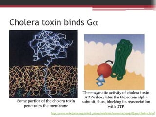 Cholera toxin binds Gα




                                             The enzymatic activity of cholera toxin
                                              ADP-ribosylates the G-protein alpha
 Some portion of the cholera toxin          subunit, thus, blocking its reassociation
    penetrates the membrane                                 with GTP
                    http://www.nobelprize.org/nobel_prizes/medicine/laureates/1994/illpres/cholera.html
 