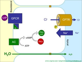 Basolateral


VIP        GPCR                   Cl-                     CFTR                  Cl-


                                               P
                           PKA                             Na+                 Na+
                           cAMP

                    cAMP




                                                                Apical
               AC          PKA

                    ATP


 H 2O                                                                    H2O


                                  cti.itc.virginia.edu/~whg2n/biom204/ppt/cholera.ppt
 