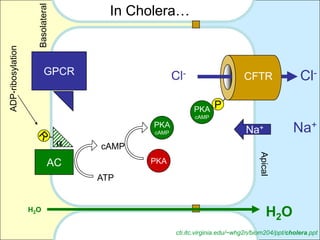 In Cholera…

                     Basolateral
ADP-ribosylation




                          GPCR                    Cl-                     CFTR                Cl-

                                                        PKA    P
                                                        cAMP
                                           PKA
                                           cAMP                            Na+              Na+
                                   cAMP




                                                                                Apical
                              AC          PKA

                                   ATP


                   H2O
                                                                                    H 2O
                                                  cti.itc.virginia.edu/~whg2n/biom204/ppt/cholera.ppt
 