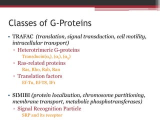 Classes of G-Proteins
• TRAFAC (translation, signal transduction, cell motility,
  intracellular transport)
   ▫ Heterotrimeric G-proteins
     Transducin(αt), (αi), (αq)
  ▫ Ras-related proteins
     Ras, Rho, Rab, Ran
  ▫ Translation factors
     Ef-Tu, Ef-TS, IF1

• SIMIBI (protein localization, chromosome partitioning,
  membrane transport, metabolic phosphotransferases)
  ▫ Signal Recognition Particle
     SRP and its receptor
 