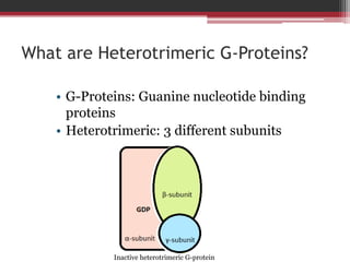 What are Heterotrimeric G-Proteins?

    • G-Proteins: Guanine nucleotide binding
      proteins
    • Heterotrimeric: 3 different subunits




             Inactive heterotrimeric G-protein
 
