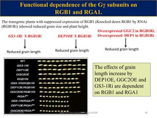 Heterotrimerric g protein can helpto feed the world | PPTX