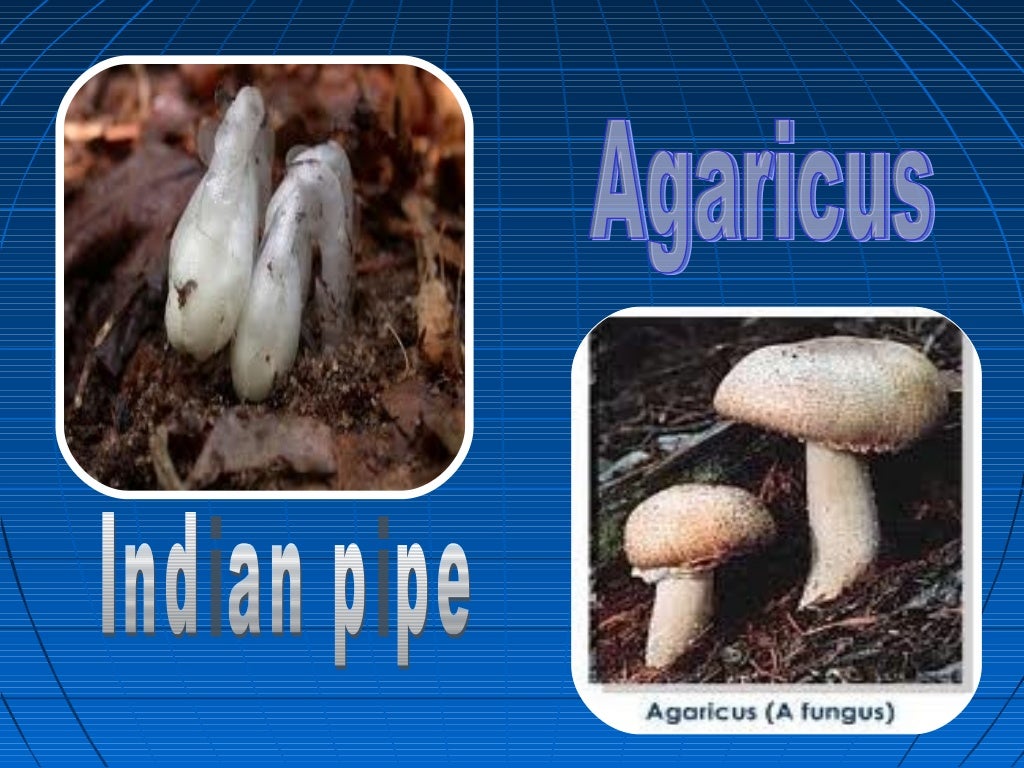 Heterotrophic nutrition
