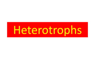 Heterotrophs
 