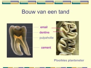 Bouw van een tand email dentine cement pulpaholte Plooikies planteneter 