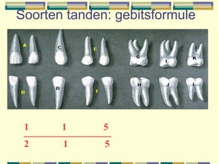 Soorten tanden: gebitsformule 1  5 2  1  5 
