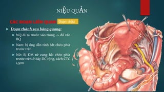 GP hệ tiết niệu | PPTX