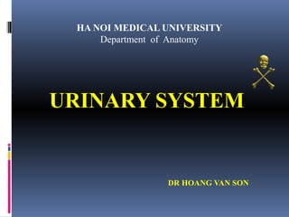 URINARY SYSTEM
DR HOANG VAN SON
HA NOI MEDICAL UNIVERSITY
Department of Anatomy
 