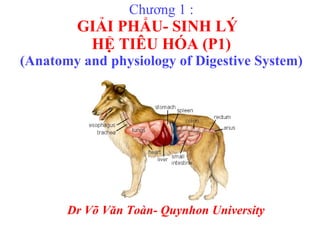 Chương 1 : GIẢI PHẨU- SINH LÝ  HỆ TIÊU HÓA (P1) (Anatomy and physiology of Digestive System) Dr Võ Văn Toàn- Quynhon University 