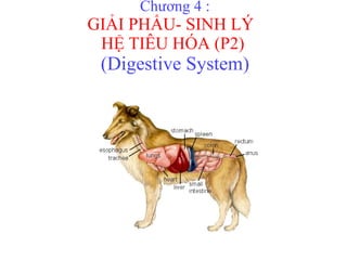 Chương 4 : GIẢI PHẨU- SINH LÝ  HỆ TIÊU HÓA (P2)  (Digestive System) 