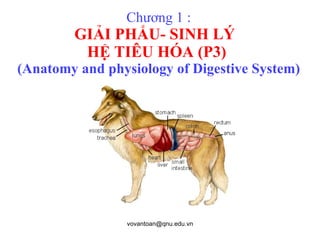 Chương 1 : GIẢI PHẨU- SINH LÝ  HỆ TIÊU HÓA (P3)  (Anatomy and physiology of Digestive System) 