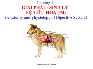 Chương 1 : GIẢI PHẨU- SINH LÝ  HỆ TIÊU HÓA (P4)   (Anatomy and physiology of Digestive System) 