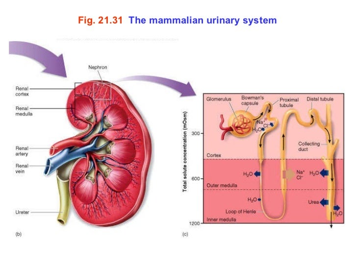 Diagram The Mammalian Urinary System Image collections 