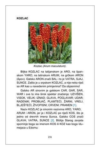 231
KOZLAC
Kozlac (Arum maculatum).
Biljka KOZLAC na talijanskom je ARO, na špan-
skom YARO, na latinskom ARUM, na grčkom ARON
(ἄρον). Galsko ARON znači BAL i to je VATRA, SJAJ,
SUNCE. Zašto je u srpskom KOZLAC, a nije neka riječ
sa AR kao u navedenim primjerima? Da objasnimo!
Galsko AR sinonim je galskom CAR, GAR, SAR,
WAR i sve to ima širok spektar značenja: UZVIŠEN,
VISOK, VELIK; IZNAD; GLAVA, POGLAVAR; UDAR;
RADENIK; PROBIJAČ, PLAMTEĆI, ŽARNI, VRELI,
BLJEŠTEĆI, ŽIVOPISNI; CRVENI; PRAMEN [1].
Naziv KOZLAC je sinonim nazivima ARO, YARO,
ARUM i ARON, jer je i KOZLAC po riječi KOS, što je
jedno od drevnih imena Sunca. Galsko COS znači
GLAVA; VATRA, SUNCE [2]. Biblija Starog zavjeta
spominje boga sa imenom KOS ili KOZ kao boga Idu-
mejaca u Edomu:
 