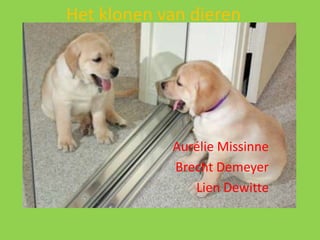 Het klonen van dieren AurélieMissinne Brecht Demeyer Lien Dewitte 